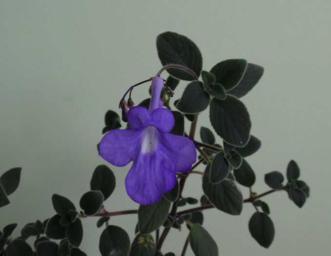 DSC02425 - Streptocarpella 2013 - 2014