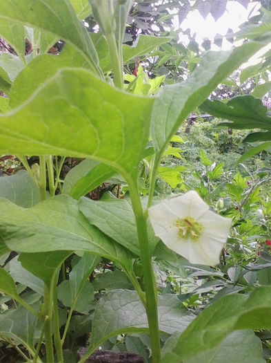 lampioane - a-a VARA-FLORI-2014