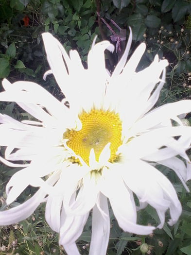 margarete ciufulite - a-a VARA-FLORI-2014