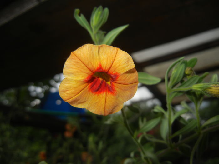 Calibrachoa Apricot Punch (2014, Jun.20) - Calibrachoa Apricot Punch