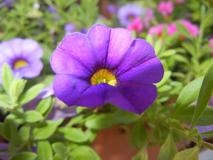 Calibrachoa Blue (2014, June 22) - Calibrachoa Blue