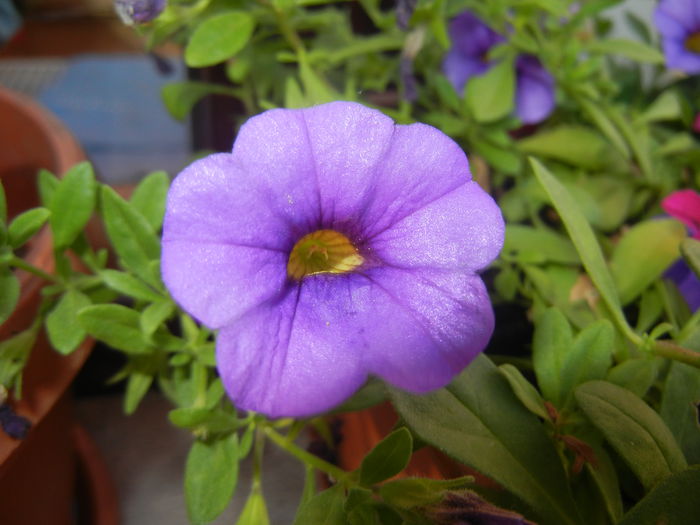 Calibrachoa Blue (2014, June 22)