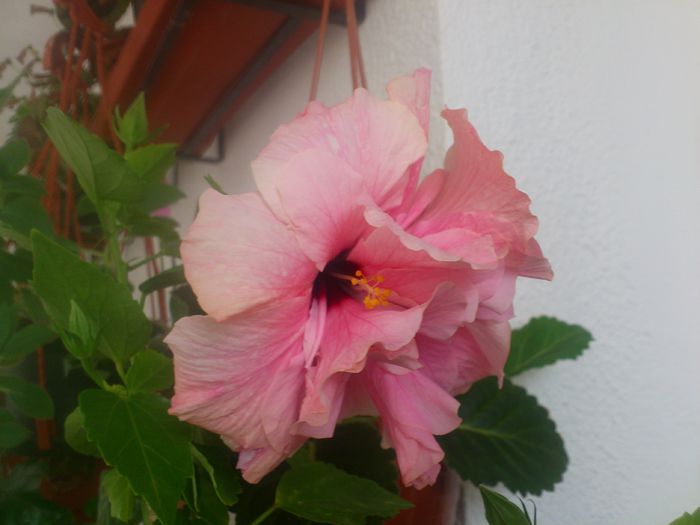 Classic Pink