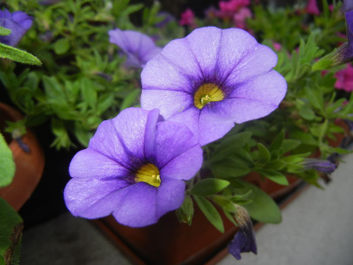 Calibrachoa Blue (2014, June 23) - Calibrachoa Blue