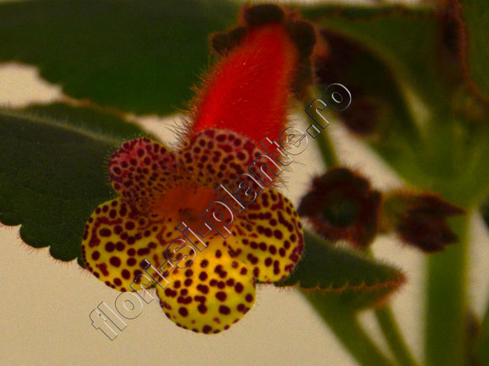 Kohleria Yfs Emma