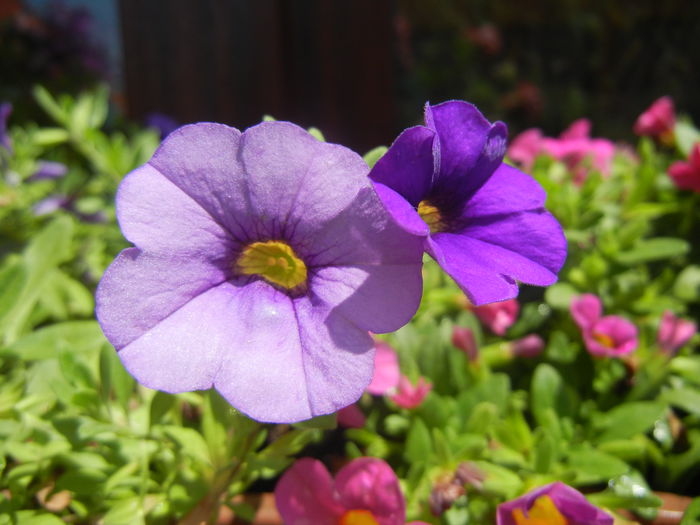 Calibrachoa Blue (2014, June 24) - Calibrachoa Blue