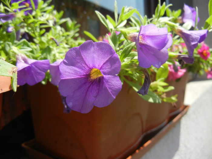 Calibrachoa Blue (2014, June 24)