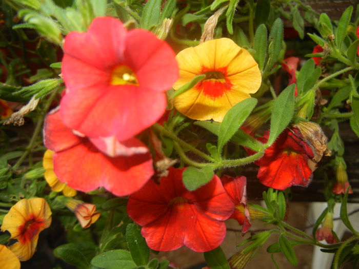 Calibrachoa Superbells (2014, June 18) - CALIBRACHOA