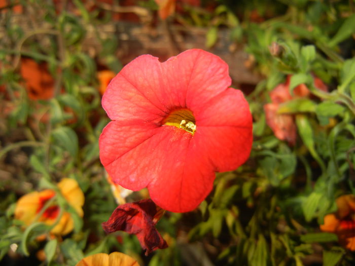 Calibrachoa Red (2014, June 22) - Calibrachoa Red