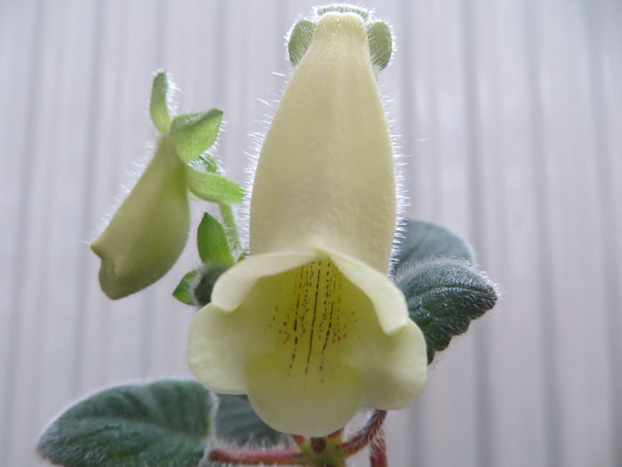  - mini sinningii 2014