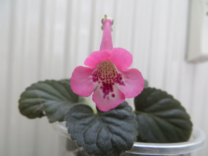  - mini sinningii 2014