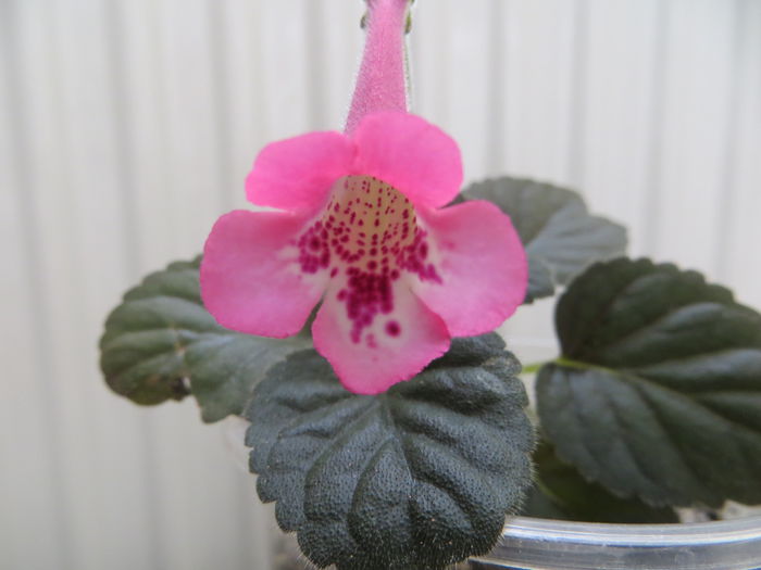  - mini sinningii 2014