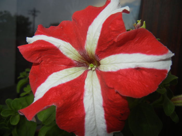 Petunia (2014, June 23)