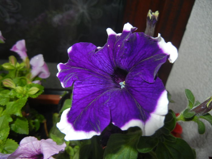 Blue & White Petunia (2014, June 23)