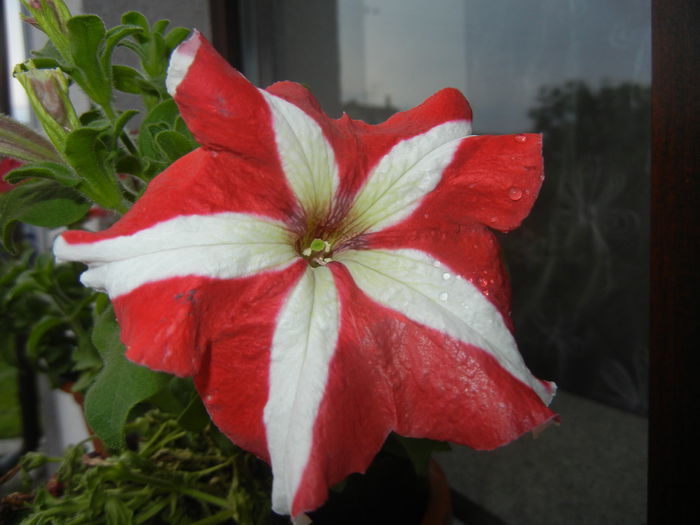 Petunia (2014, June 23)