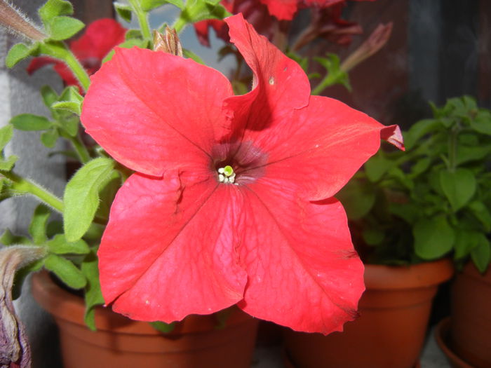 Red Petunia (2014, June 23) - PETUNIA Simple