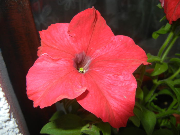 Red Petunia (2014, June 23)