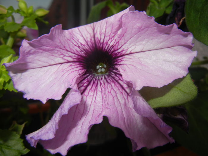 Purple Petunia (2014, June 23)