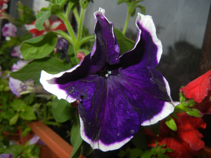 Blue & White Petunia (2014, June 23)