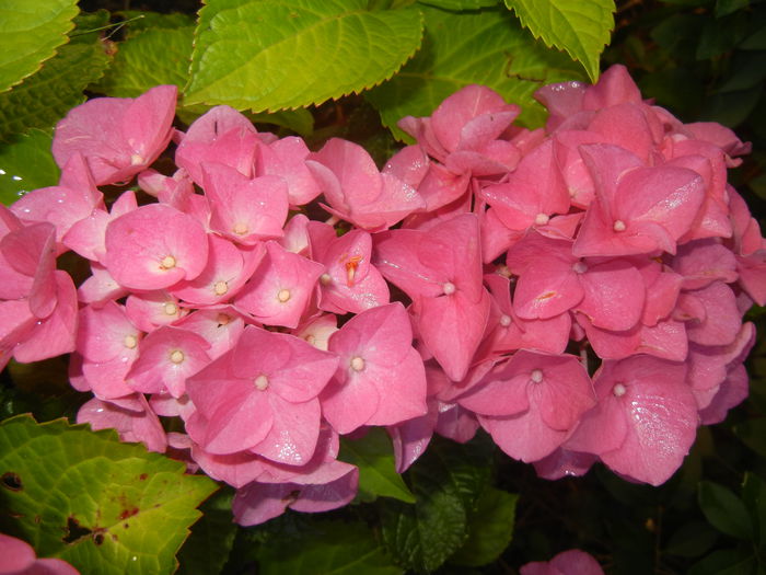 Hydrangea macrophylla (2014, June 22) - HYDRANGEA Hortensia