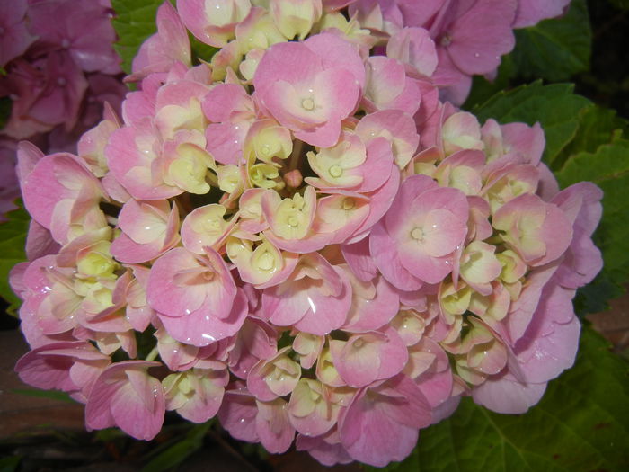 Hydrangea macrophylla (2014, June 22) - HYDRANGEA Hortensia