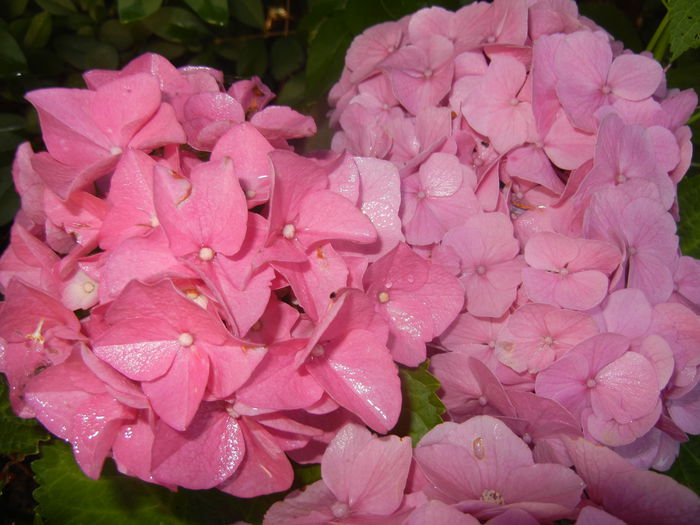 Hydrangea macrophylla (2014, June 22)