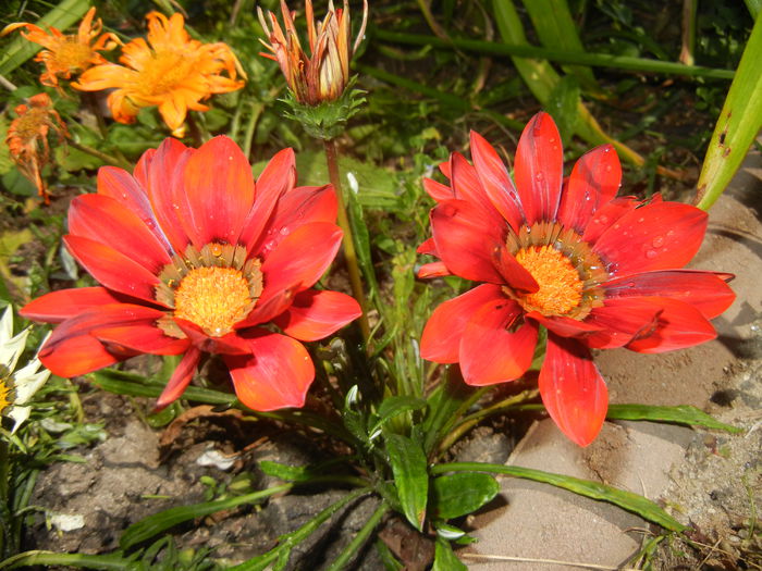 Gazania_Treasure Flower (2014, Jun.23)