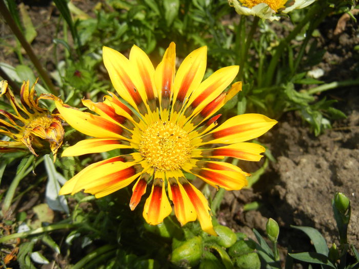 Gazania_Treasure Flower (2014, Jun.23) - GAZANIA_Treasure Flower