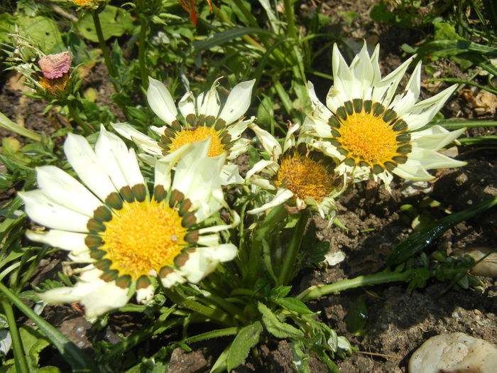 Gazania_Treasure Flower (2014, Jun.23)