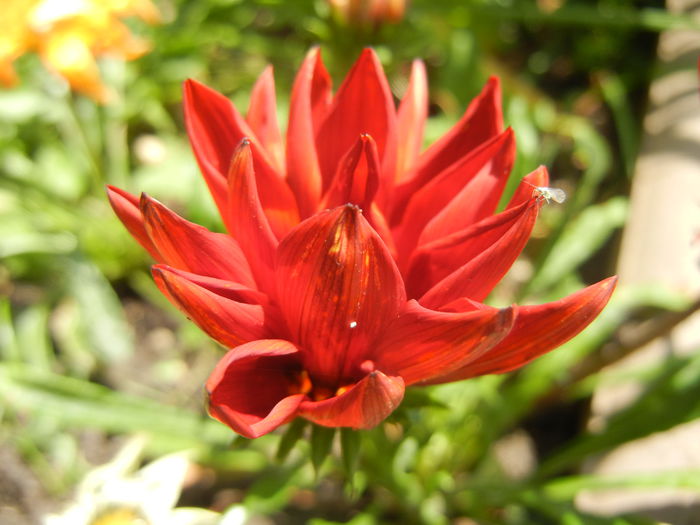0624 Gazania_Treasure Flower (2014, Jun.24)02 - GAZANIA_Treasure Flower