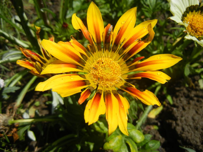 Gazania_Treasure Flower (2014, Jun.24)