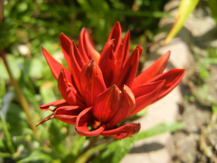 Gazania_Treasure Flower (2014, Jun.24) - GAZANIA_Treasure Flower