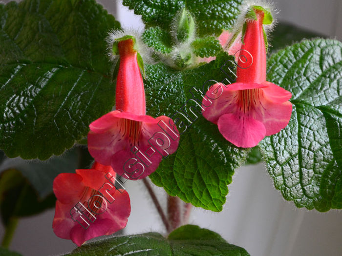 Sinningia EWs Spring Melody - GLOXINIA _ SINNINGIA 2