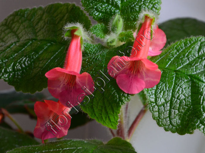 Sinningia EWs Spring Melody - GLOXINIA _ SINNINGIA 2