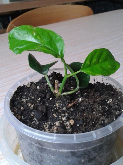 lasiantha