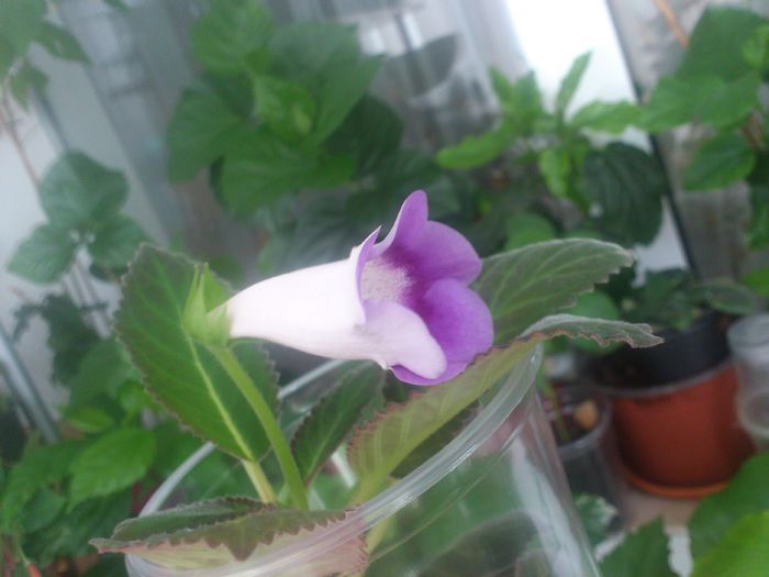 Slipper hibrid - Hibrizii mei