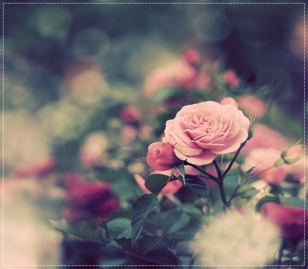 Ador florile, trandafirii sunt preferați` mei . >:D< :X:X:X - The stuff about me - so is my life