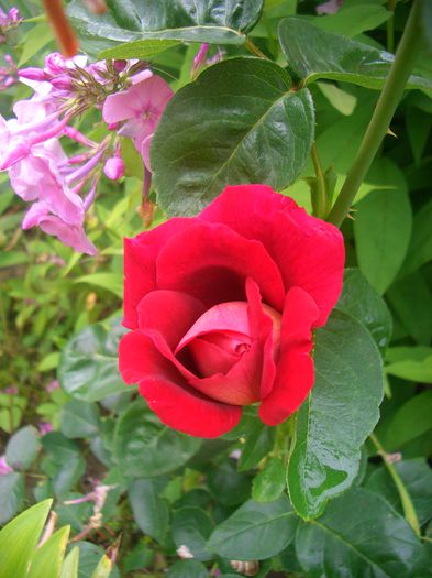 'Kronenbourg ®'• Flaming Peace • MACbo; Hybrid Tea.  Discovered by Samuel Darragh McGredy IV (before 1964).
