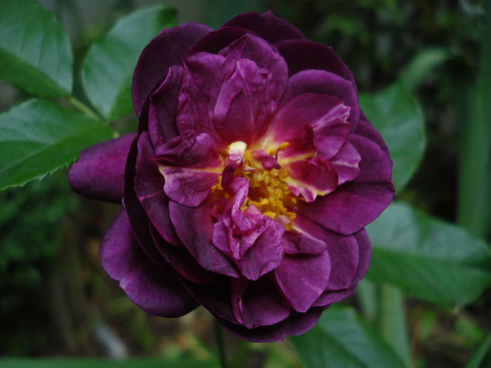 Ebb Tide; Multumesc Maria!!!
