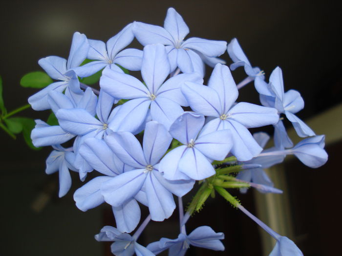 DSC09901 - FLORI 2014