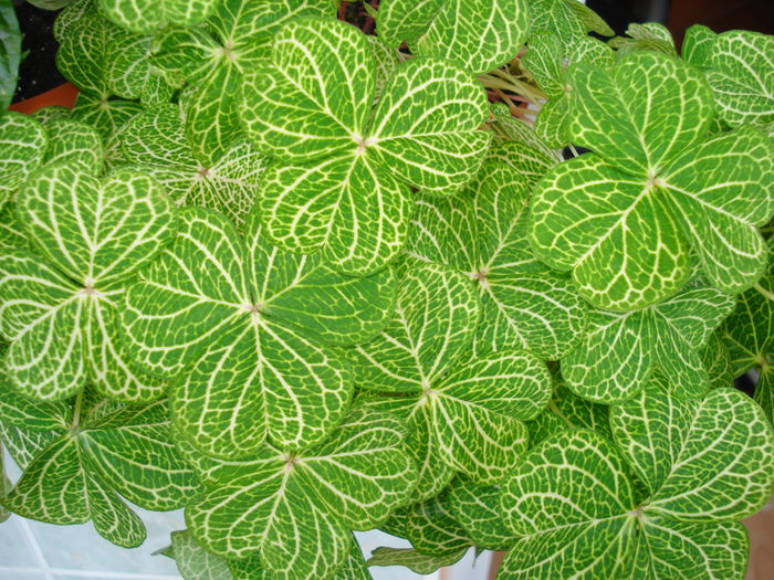DSC09902 - FLORI 2014