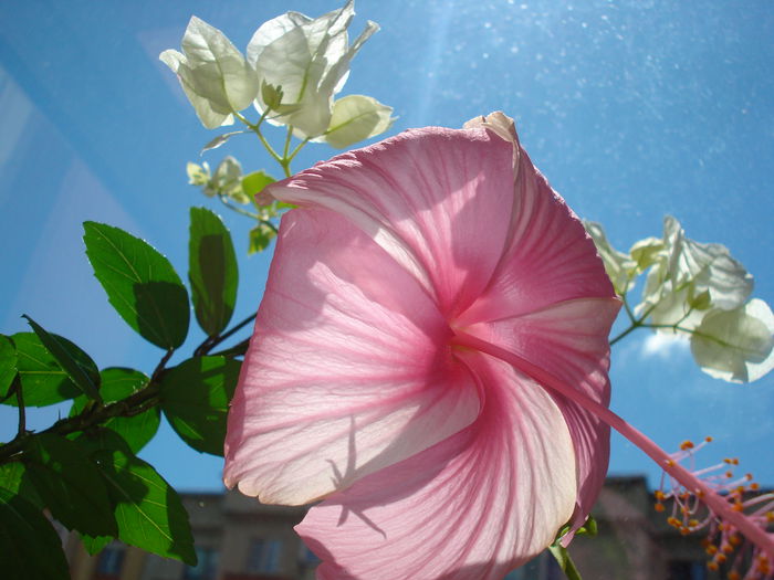 DSC09931 - FLORI 2014