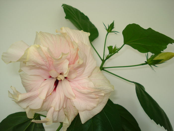 DSC09936 - FLORI 2014
