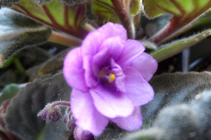 Puiut din frunza de la Ioana!