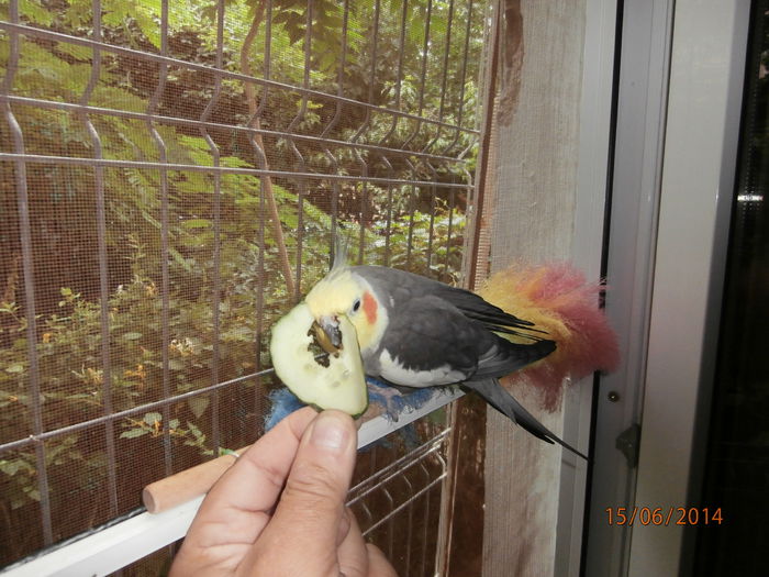 P6150182 - 07 - Ciufy - papagalul caruia ii plac fructele si legumele