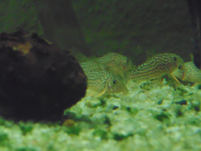 DSC00636 - Corydoras sterbai