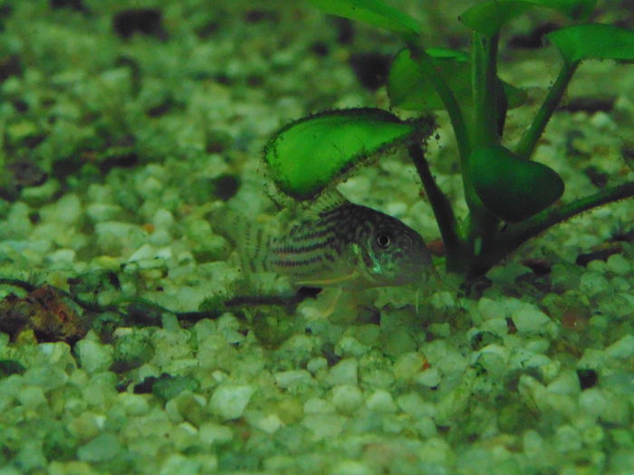 DSC00643 - Corydoras sterbai