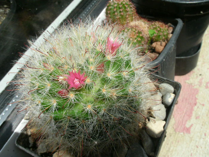 Mammillaria - 2014-Cactusi