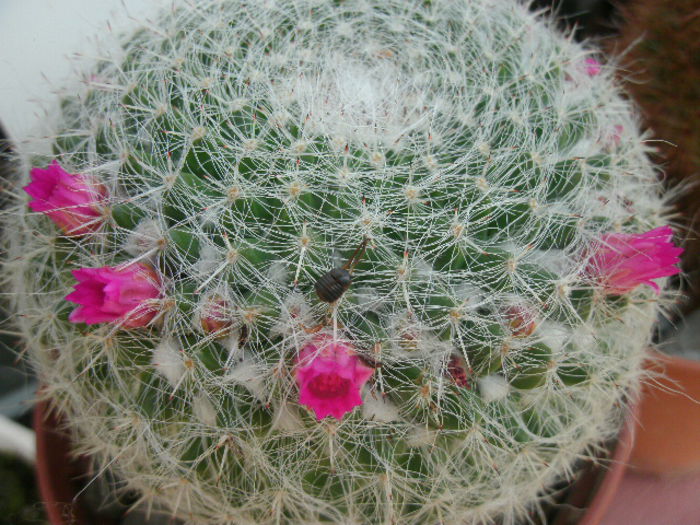 Mammillaria Pseudohahniana - 2014-Cactusi