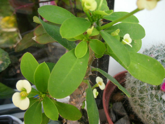 Euphorbia milii